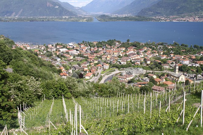 Domaso: Wine Tasting at the Winery on Como Lake - Timing that matters: 1.5 hours on paper, a longer afternoon in real life