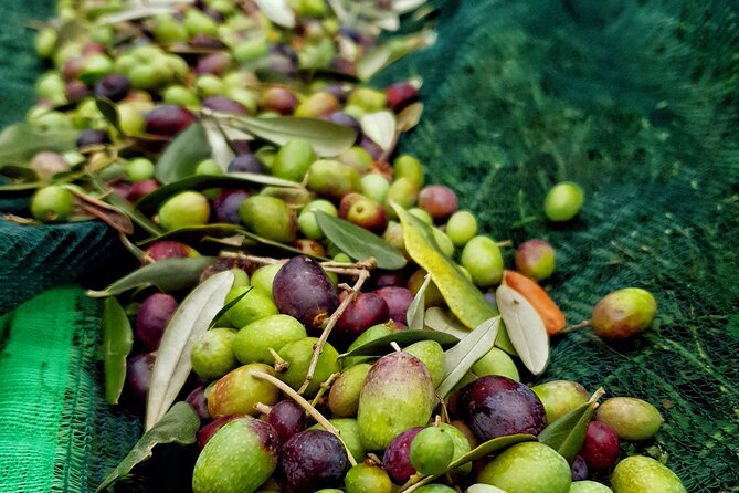 E.V.O. oil of Lake Como tasting+ food pairings - Key highlights you shouldn’t miss
