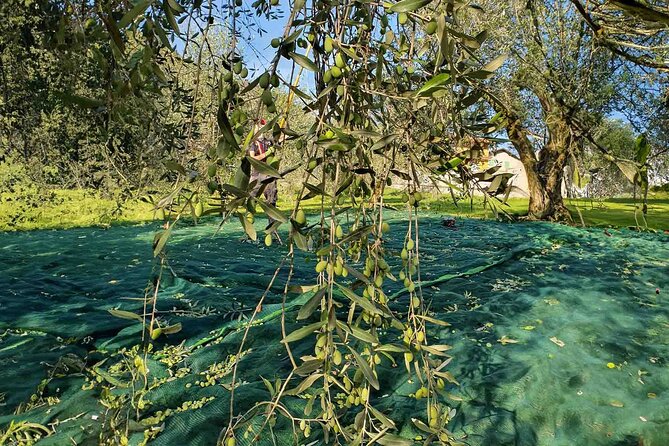 E.V.O. oil of Lake Como tasting+ food pairings - Sensorial techniques: what “learning to taste” looks like in practice