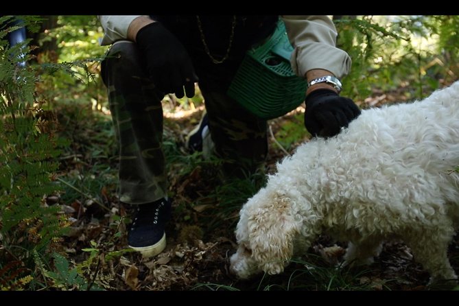 Mushroom or Truffle Hunting - Quick Key Points Before You Go