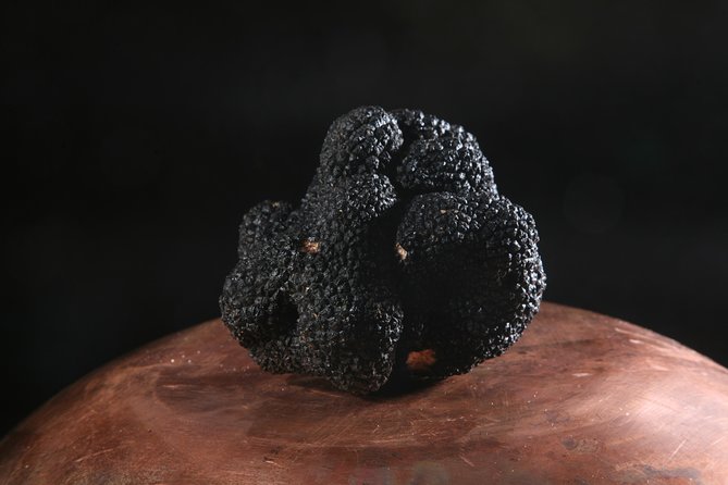 Mushroom or Truffle Hunting - Truffles or Mushrooms: What You Can Expect to Find