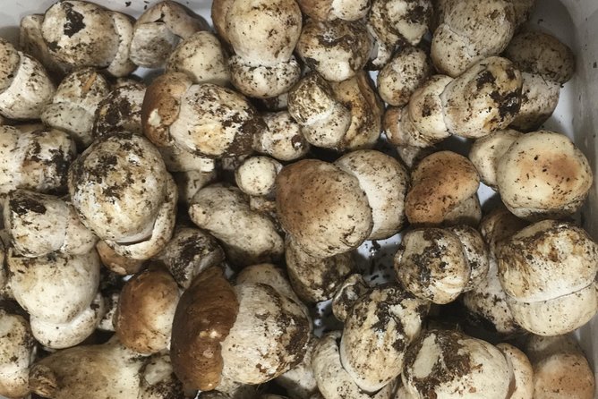 Private Hunting Of Truffle And Mushrooms With Chef Luigi Gandola In Bellagio - From Harvest to Dinner: Truffle and Mushroom Food in Bellagio