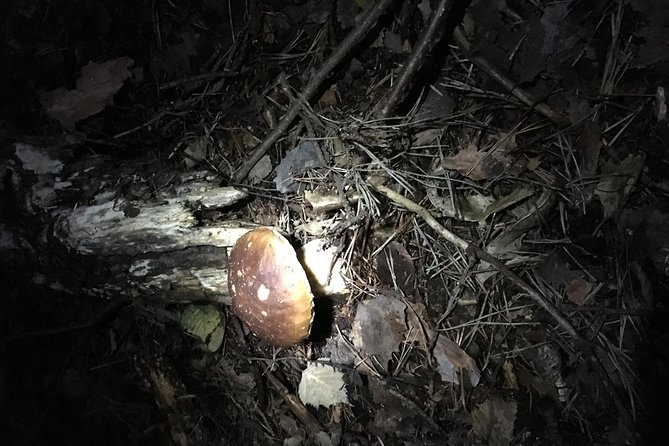 Private Hunting Of Truffle And Mushrooms With Chef Luigi Gandola In Bellagio - Who This Truffle Hunt Fits Best (and Who Might Want a Different Day)
