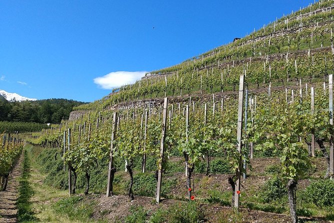 Wine and Food tasting PRIVATE Guided Tour - The private driver keeps tastings stress-free